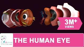 The Human Eye