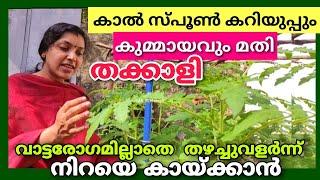 കാൽ സ്പൂൺ കറിയുപ്പും കുമ്മായവും മതി തക്കാളി വാട്ടരോഗമില്ലാതെ നിറയെ കായ്ക്കാൻ| Tomato farming tips