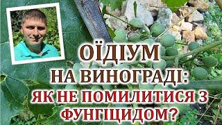 Оїдіум на винограді: як не помилитися з фунгіцидом?