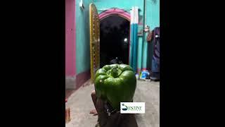 Soilless #Capsicum #bellpeppers #Farming in #polyhouse #DestinyHydroponics #Destiny_Hydroponics