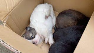 Lying crying under the drainage pipe, 7 poor puppies were saved thanks to a group of tourists