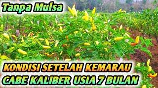 DILUAR DUGAAN ! CABE KALIBER SETELAH KEMARAU PANJANG MASIH BERBUAH - CABE KALIBER USIA 7 BULAN