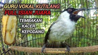 SUARA KUTILANG GACOR FULL ISIAN Mewah Pedas untuk Pancingan dan Masteran Kutilang Juara..