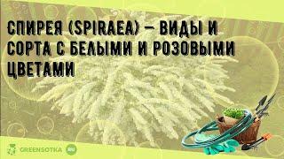 Спирея (Spiraea) — виды и сорта с белыми и розовыми цветами