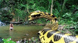 বিশ্বের সবচেয়ে বড় ৫টি সাপ |  Top 5 biggest snake in the world