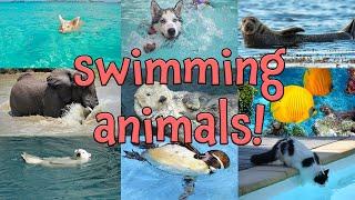 Animals That Swim! Learning Names of Animals Who Can Swim for Kids