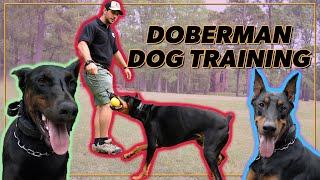 Doberman Pinscher Showing Insanely Sharp Obedience