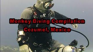 Monkey Diving Cozumel Compilation