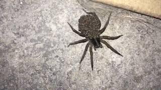 !!PREGNANT WOLF SPIDER EXPLODES!!