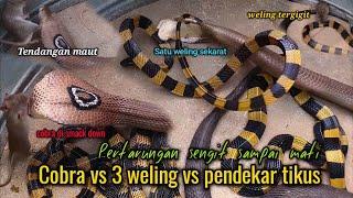 Ular cobra vs tiga ekor ular weling vs tikus - Pertarungan Sengit hewan paling berbisa