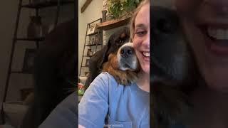 It’s me! Hi! I’m the problem. It’s me. | Rescue Bernese Mountain Dog