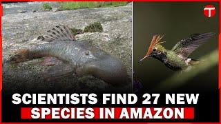 Scientists Discover 27 New Species in Peru's Amazon Rainforest | The Express Tribune