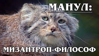 МАНУЛ (ПАЛЛАСОВ КОТ): Степной отшельник | Интересные факты про манула