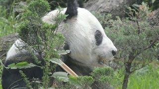 Pair of pandas in Mexico break record, become oldest living outside China