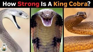 How Strong is a King Cobra Compared to Other Snakes?