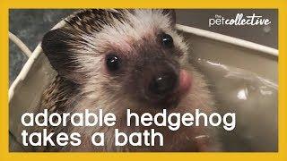 Adorable Hedgehog Takes a Bath | The Pet Collective