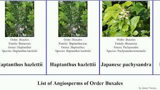 List of Angiosperms of Order Buxales buxus sarcococca boxwood sinica orientalis citrifolia koreana