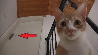 Cat Finds A Mysterious Door In His New House !!