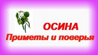 ОСИНА. Магические свойства Приметы и поверья.