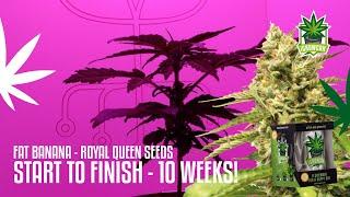 Fat Banana | From Seed to Harvest in Just 10 Weeks: Autoflower Cannabis Grow with iGrowCan - RQS