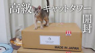 おしゃれな木製キャットタワーと子猫【おねこさま / ONEKOSAMA】 #キャットタワー #日本製