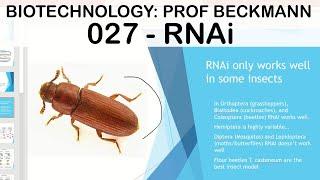 Biotechnology 027: Insect RNAi: Prof Beckmann