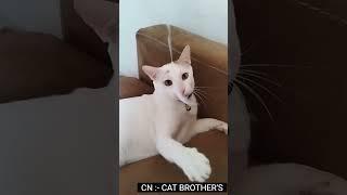 Failing exam = Play with the question paper || Cat Brother's || #cat