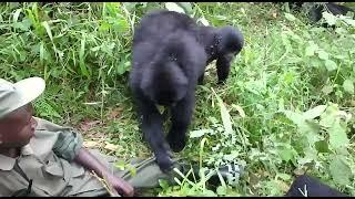 Gorilla Habituation Experience in Bwindi