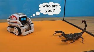 The Anki Cozmo robot attacked Scorpio and almost crushed him!