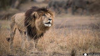 Scarface - Probably the Most Famous Lion in the Maasai Mara, Kenya