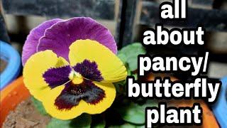 all about pency plant, butterfly plant, @gardeninghacks007