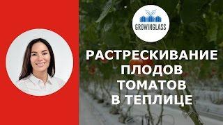 Растрескивание томатов