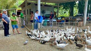 Sariling Gawang Feeds para sa Poultry + Amazing River Stone, Tamaraw Falls at White Beach!