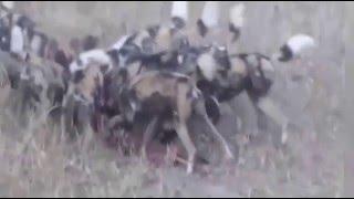 ►Most Amazing Wild Animal Attacks _LIAN, ANACONDA,RHINO,CROCODILE, DEER,-Danger Animals