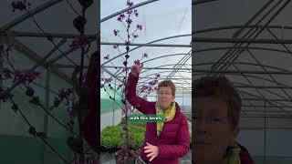 Lunaria annua Chedglow | Now in Flower! (zones 3 to 8)