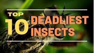 Top 10 Deadliest Insects in the World || Top 10 Everything