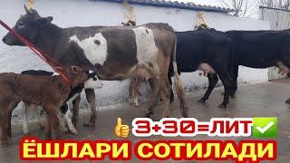 СОТИЛАДИГОН  СУТДОР  СИГИРЛАР НАРХИ ️+998 91 158 15 51 11 января 2023 SOTILADIGON SIGIRLAR NARXI