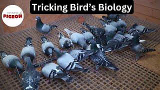 Breeding Racing Pigeons