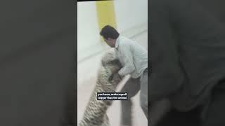 A leopard on the prowl in a school | Unreported World