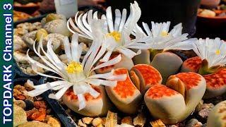 10 Increíbles variedades de lithops