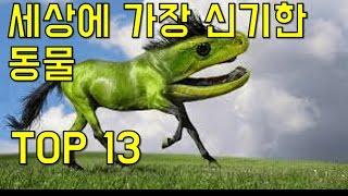 세상에서 가장 신기한 동물 TOP 13[랭킹코리아]