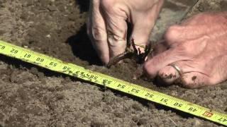 How to Grow Strawberries: Planting A Strawberry Bed