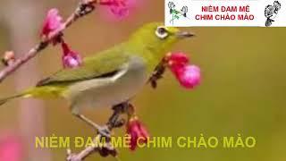 Luyện giọng khuyên líu chòe chuẩn không tạp âm 30 phút mỗi ngày cho chim con