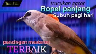 trucukan gacor ropel super panjang saat Subuh TERBAIK untuk pancingan sekaligus masteran