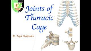 Joints of Thoracic Cage