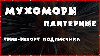 Пантерные мухоморы / 3.5 г.  / Трип репорт от подписчика #мухоморы