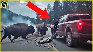 Scariest Animal Encounters Caught on Camera!