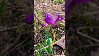 Iris Reticulata George | Iris George | Dwarf Iris