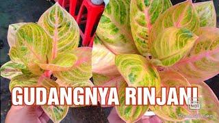 Petani Aglonema Terbesar Di Yogyakarta Gudangnya Aglaonema Rinjani