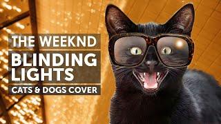 Cats Singing Blinding Lights - The Weeknd